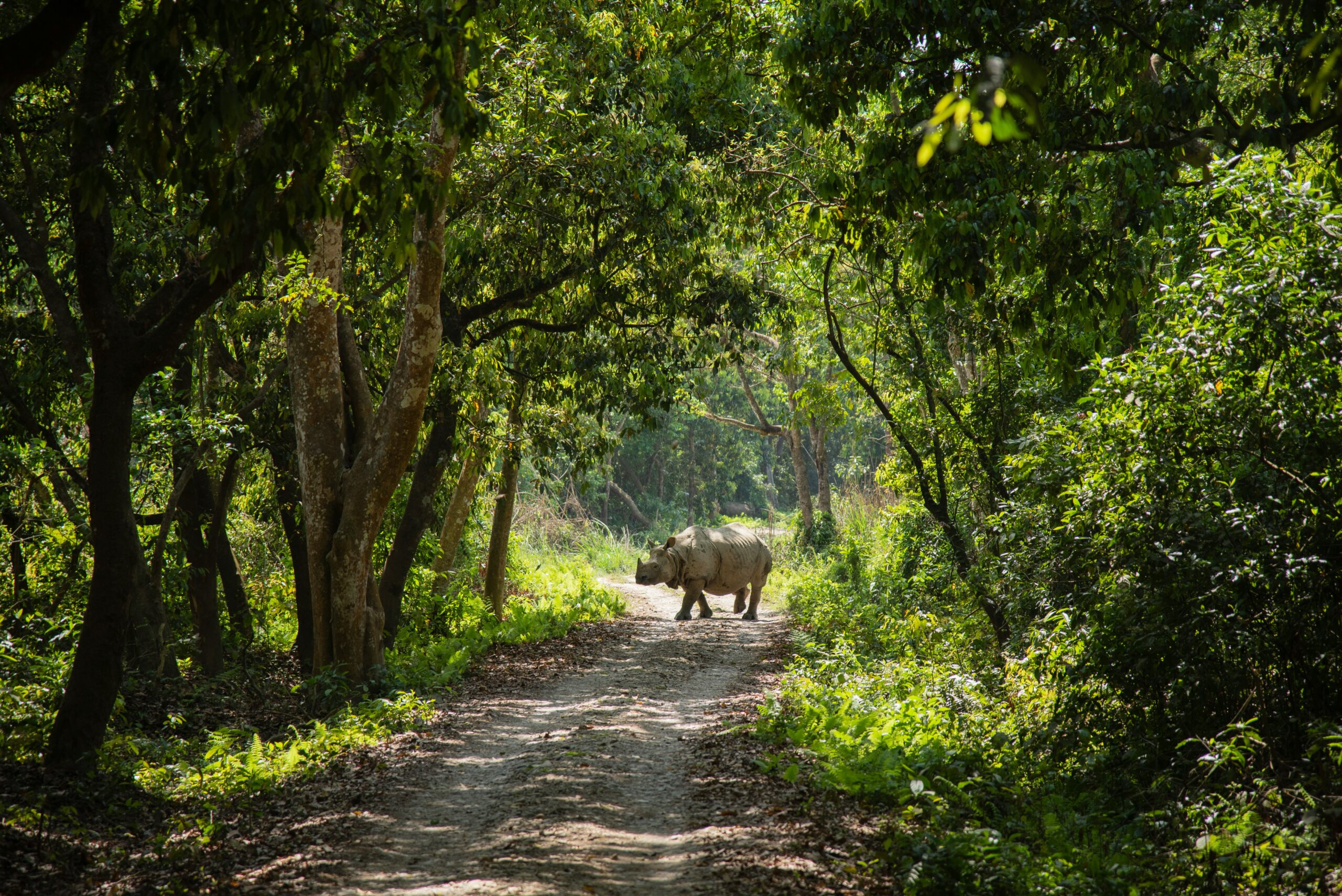 shreyashka-maharjan-XWQK-9p53ts-unsplash